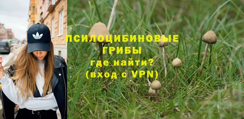 купить закладку  Лебедянь  Псилоцибиновые грибы Magic Shrooms 